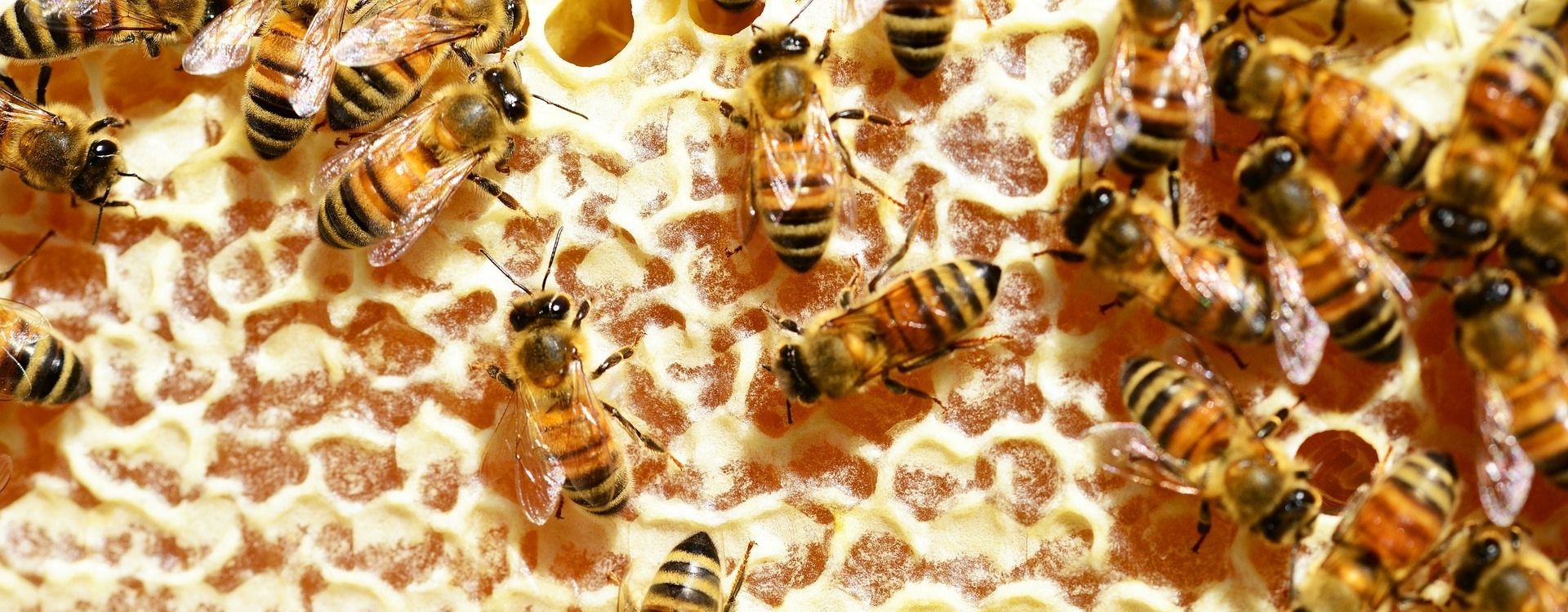 Les richesses de la ruche