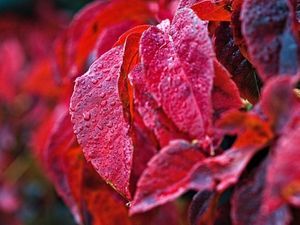 L’action bénéfique des plantes sur la circulation sanguine