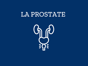 À quoi sert la prostate ?