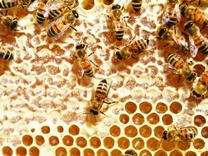 L'hiver est là : pensez aux produits de la ruche