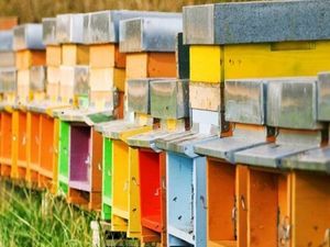 La gelée royale et la propolis : des merveilles de la nature