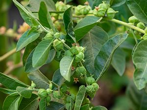 Qu’est-ce qu’une plante adaptogène ? Comment choisir celle qui vous correspond ?