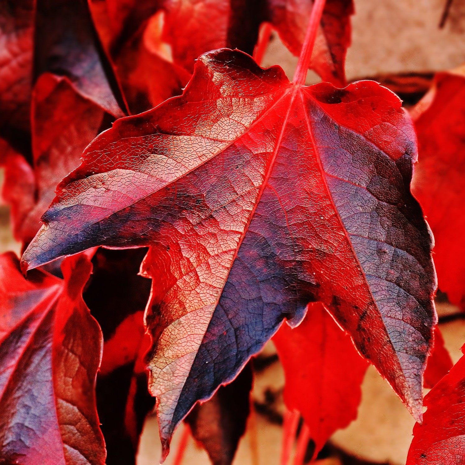 Vigne rouge