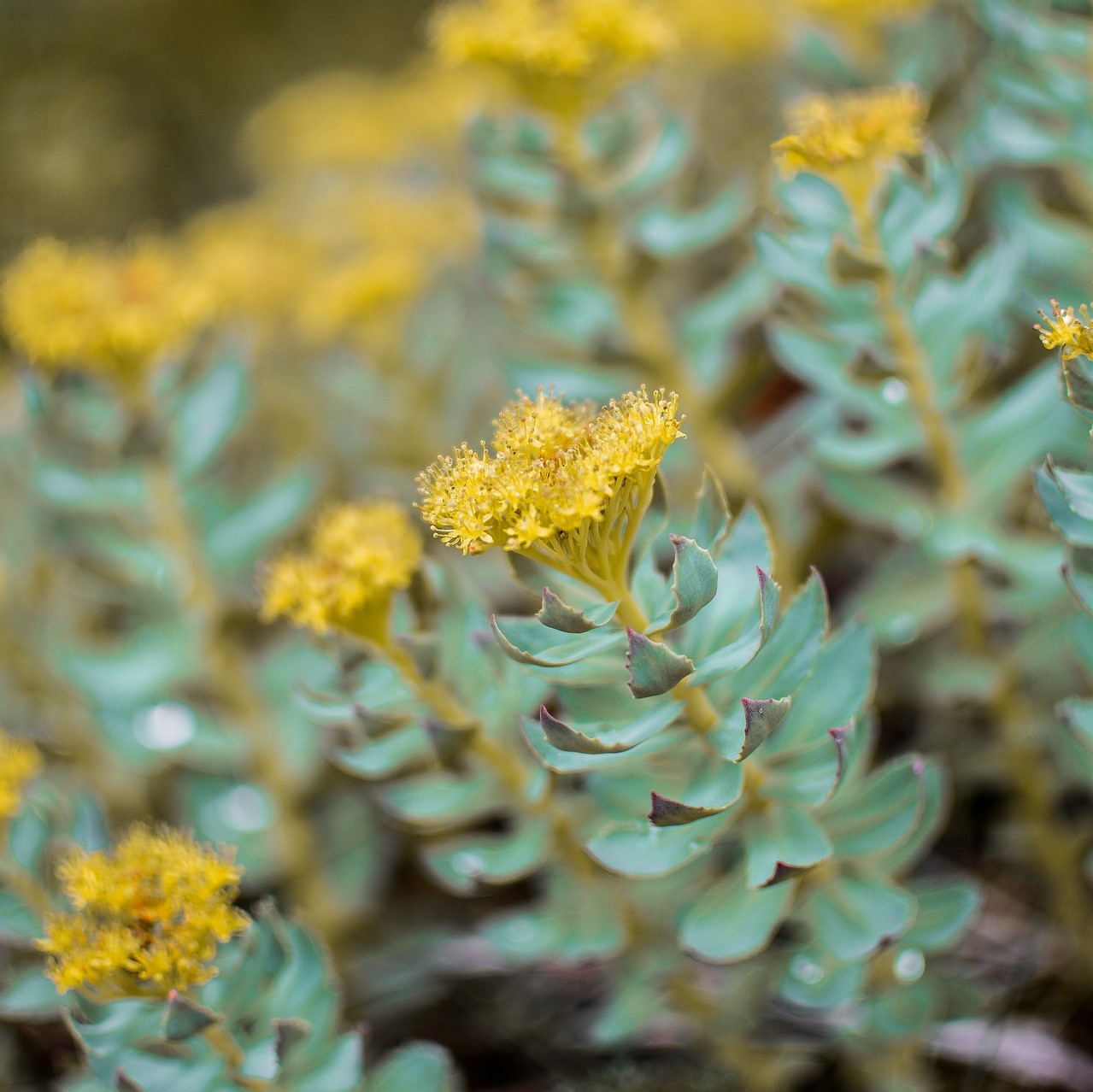 Rhodiola